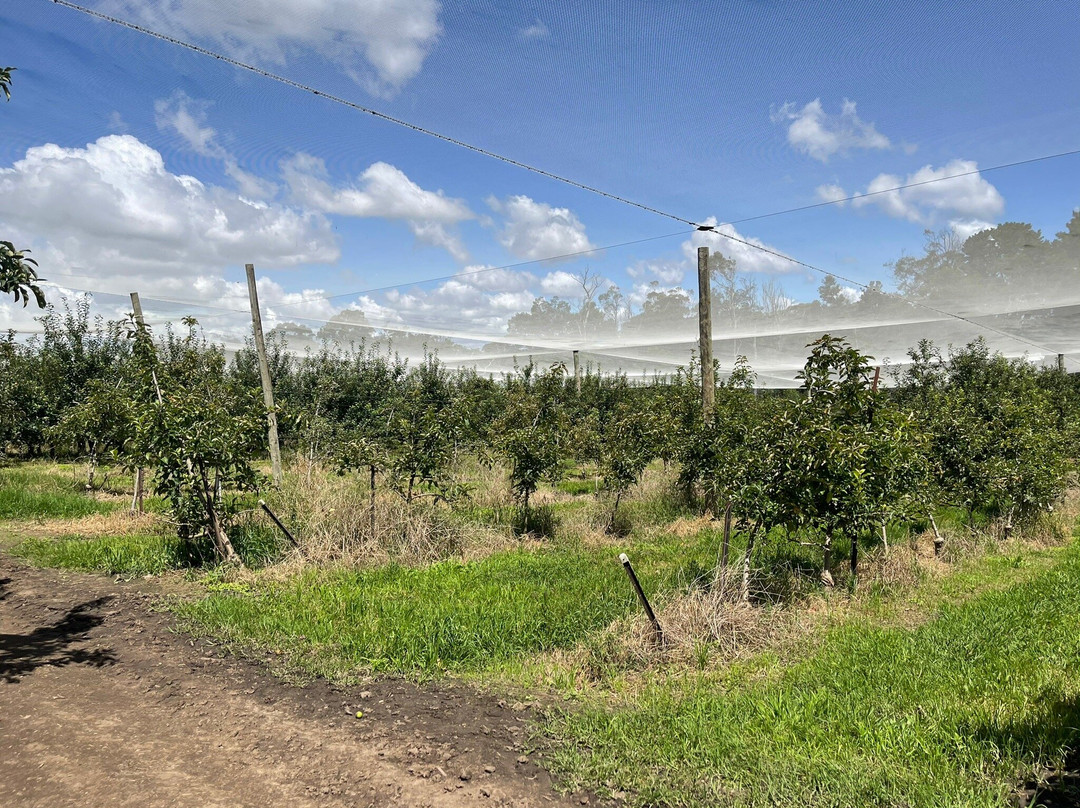 Pine Crest Orchard景点图片
