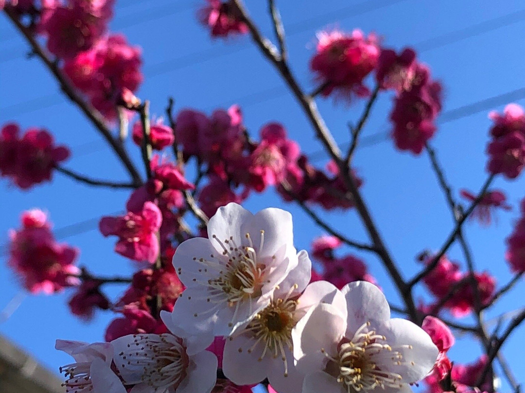 Ano Plum Grove景点图片