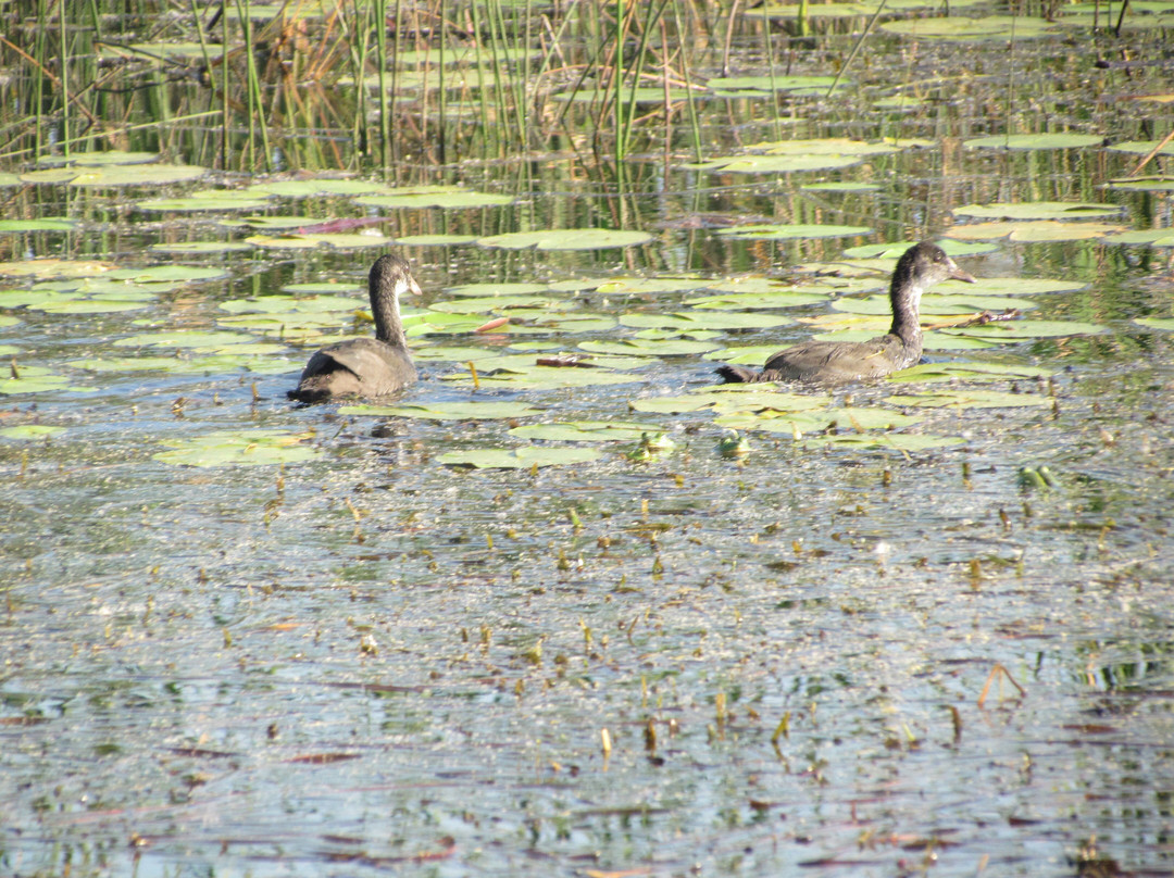 Pulicat Bird Sanctuary景点图片
