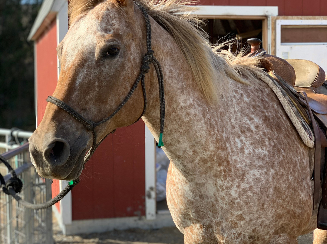 Horse N Around Trail Rides景点图片