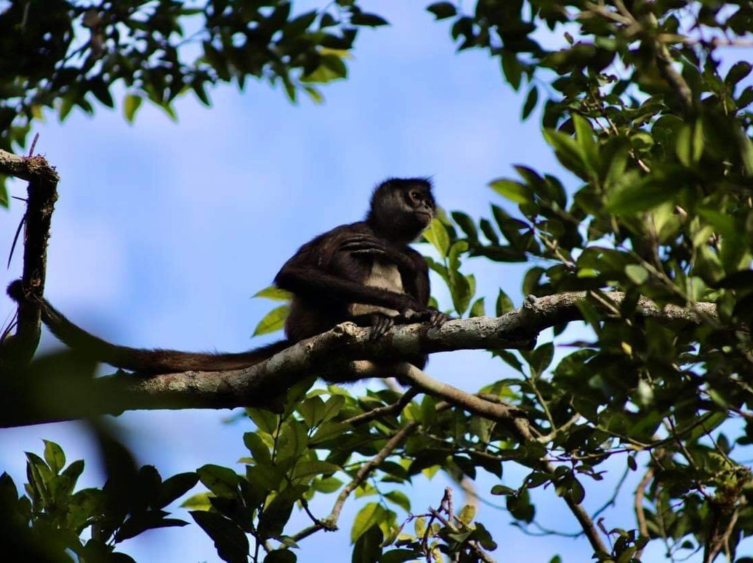 Tours in Calakmul Abel景点图片