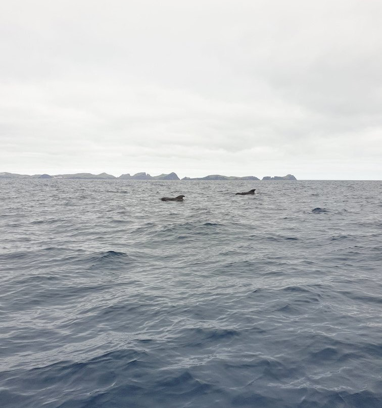 Madeira Sea Emotions Boat Tours景点图片