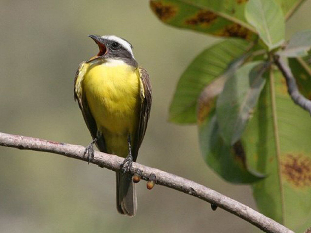 ECOTOURS VALLARTA-San Sebastian del Oeste必去景点