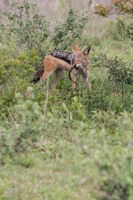 African Flame Safaris-霍德斯普鲁特必去景点