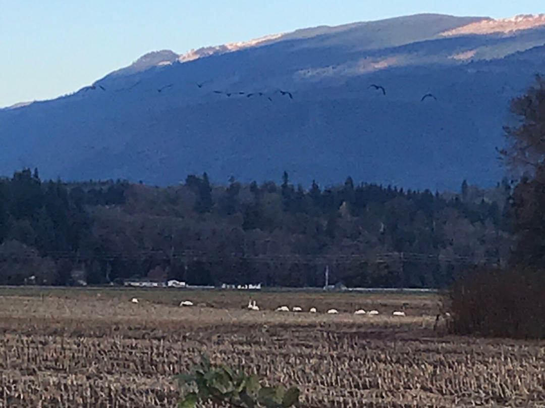 Fir Island Snow Goose Reserve-Conway必去景点