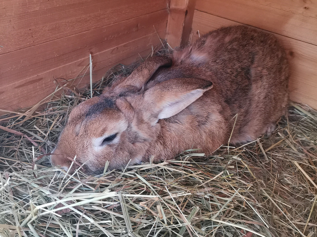 Konniy Dvor Guest House主图