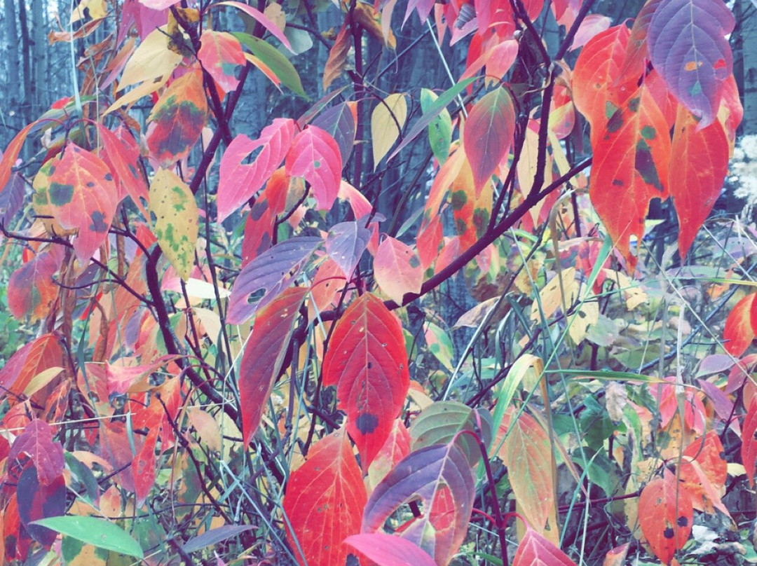 Shoreside Inn & Suites主图