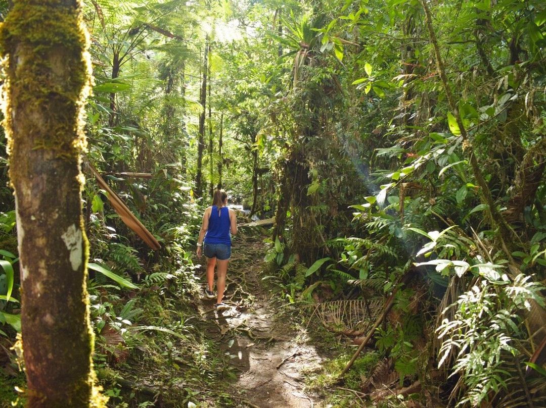 Sendero Las Sorpresas Rio Celeste景点图片