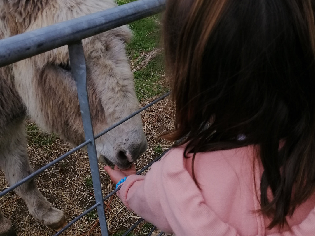 Lilliput Farm Fun And Animal Park景点图片