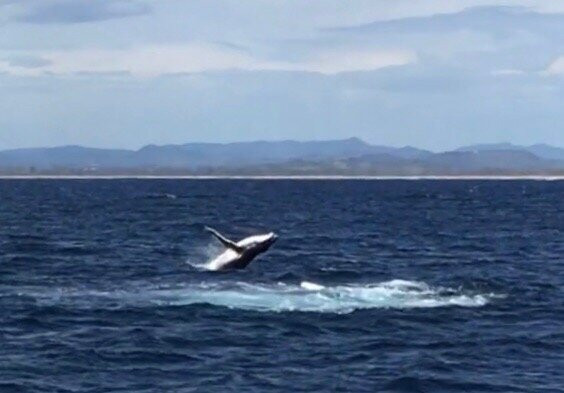 Coolangatta Whale Watch-堤维德岬必去景点