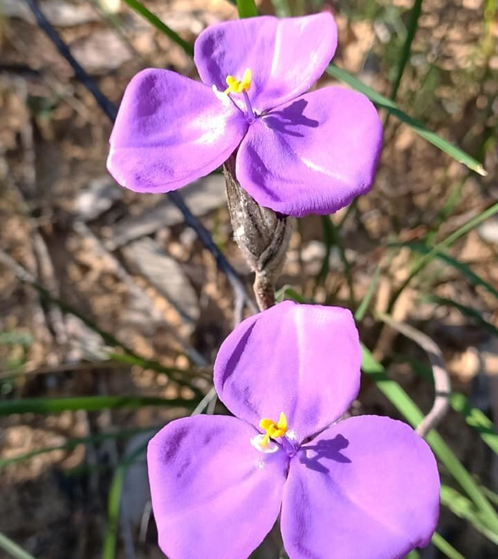 Ulladulla Wildflower Reserve景点图片