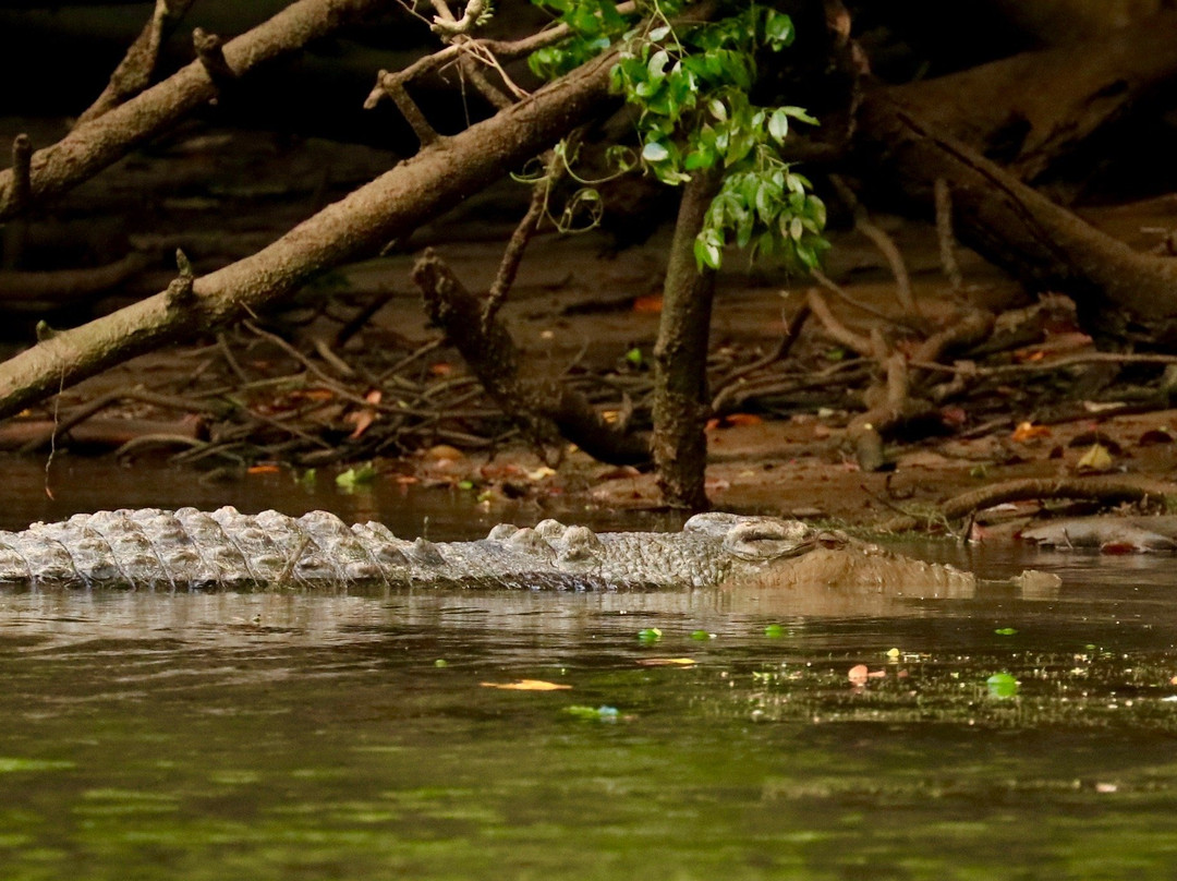 Daintree Boatman Wildlife Cruises-Daintree必去景点