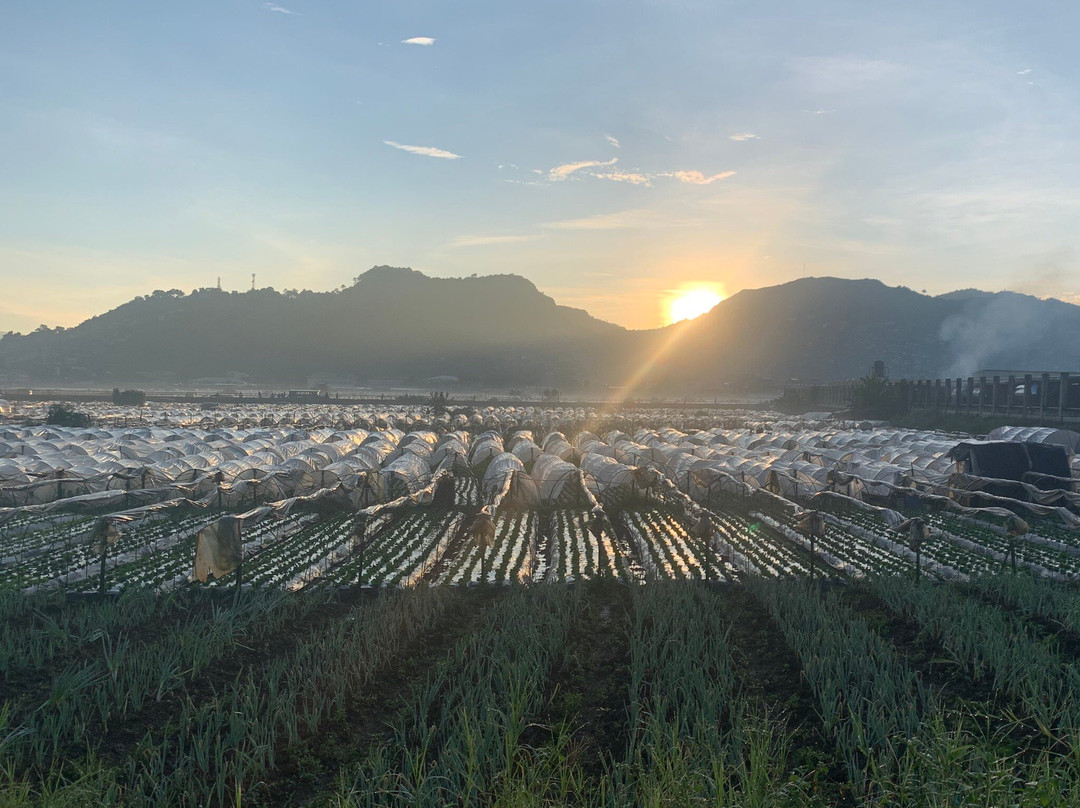 Strawberry Farm景点图片