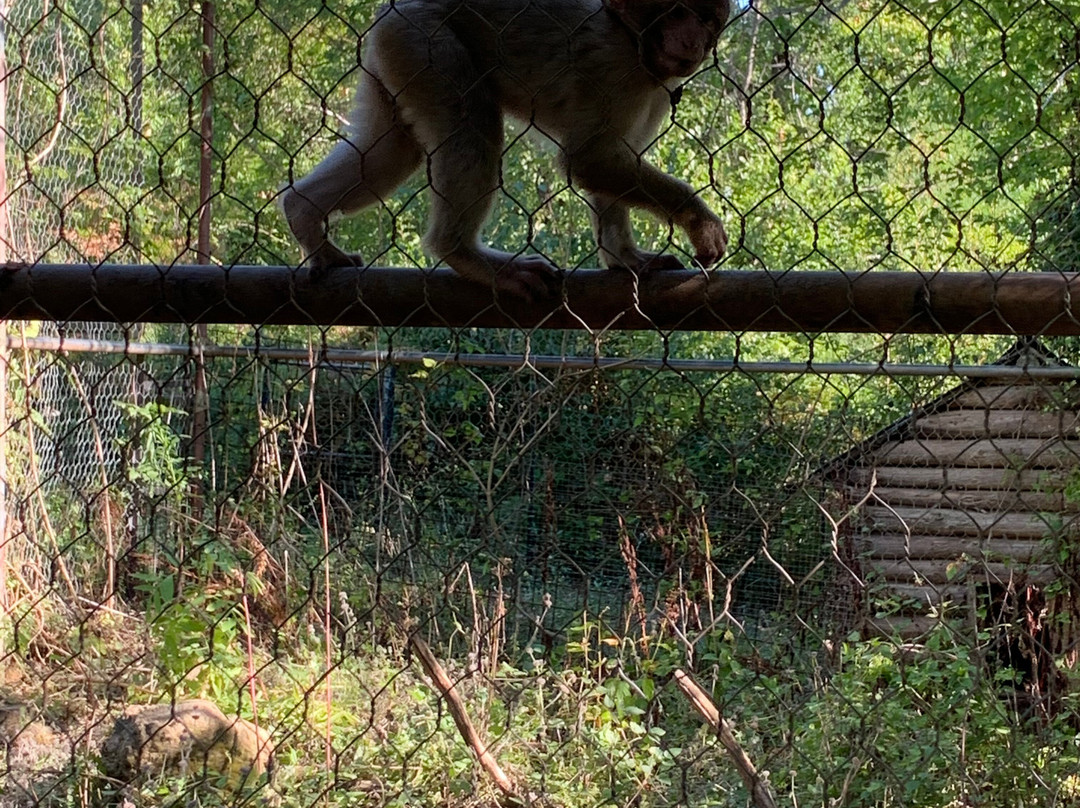 Parco Zoo di Poppi-波皮必去景点