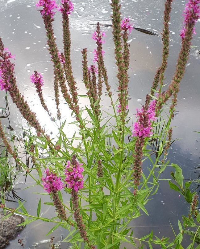 Whitemouth Falls Provincial Park-Seven Sisters必去景点