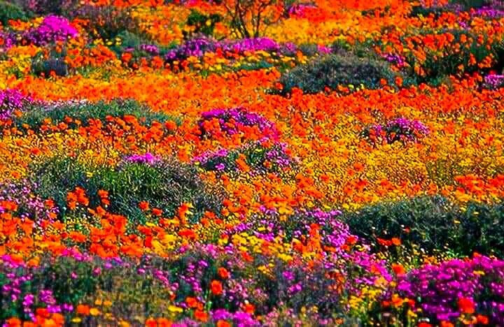 Namaqualand MTB Trail-Kamieskroon必去景点