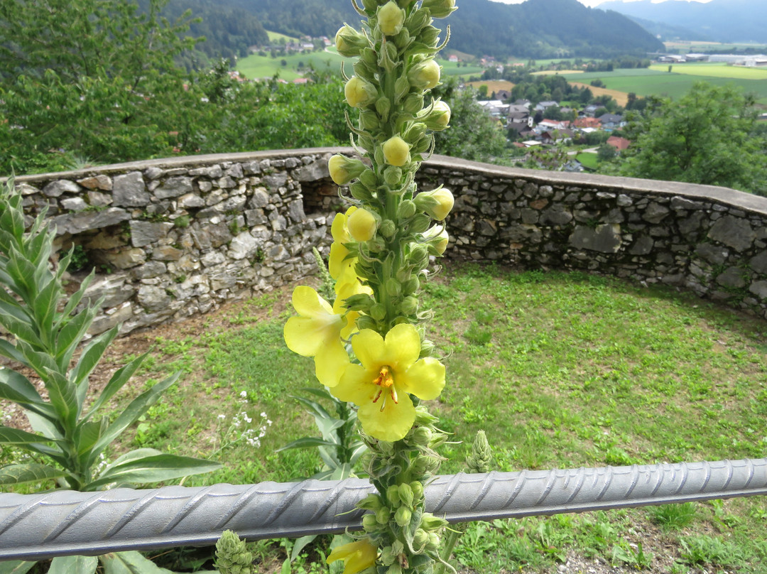 Burg Griffen景点图片