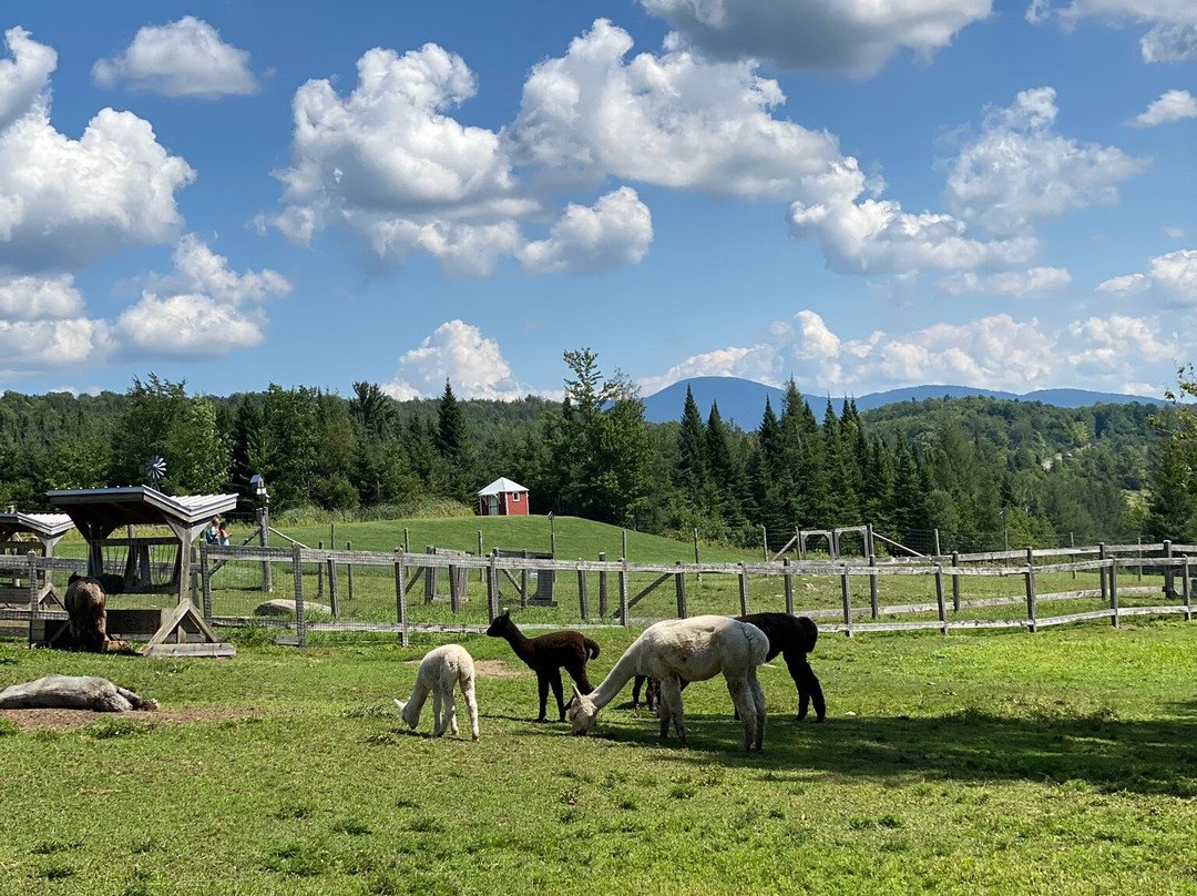 Alpagas Sutton-Sutton必去景点