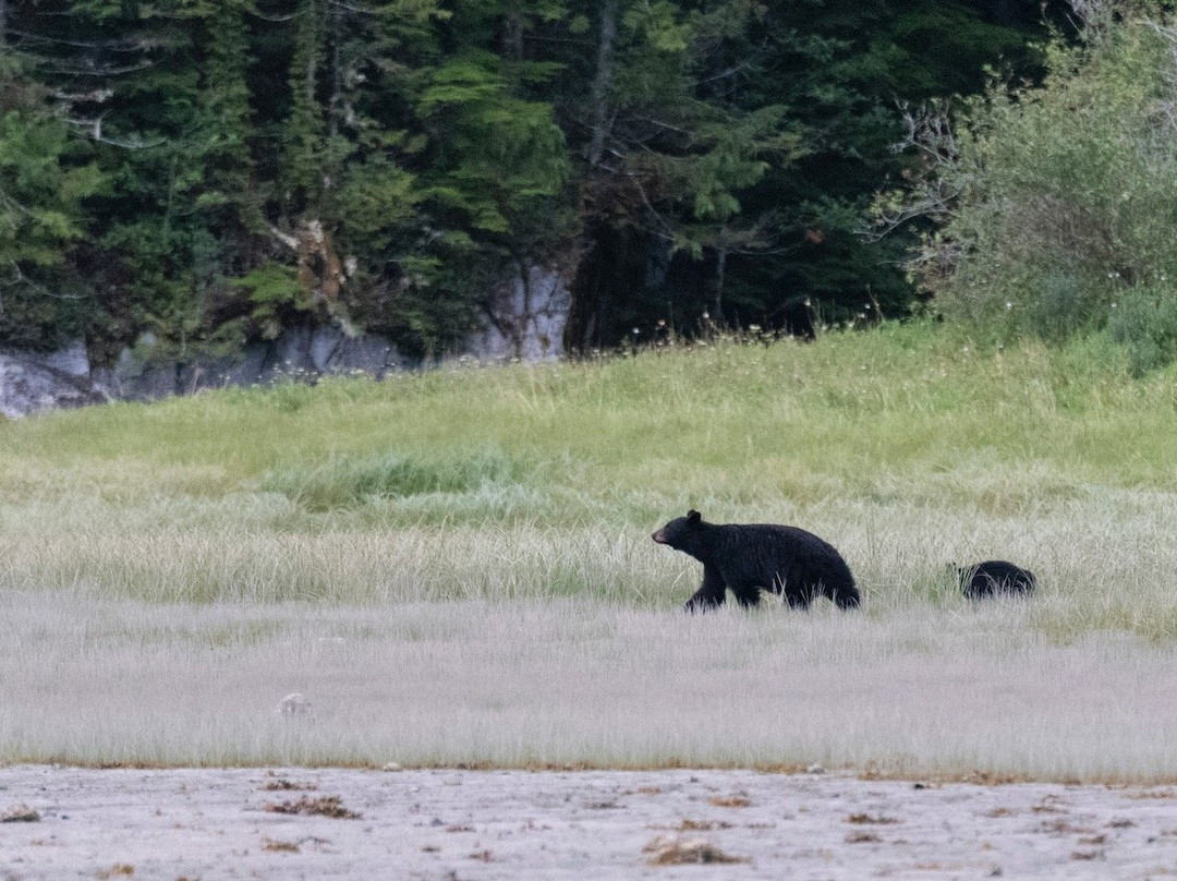 Great Bear Sailing Adventures-Bella Coola必去景点