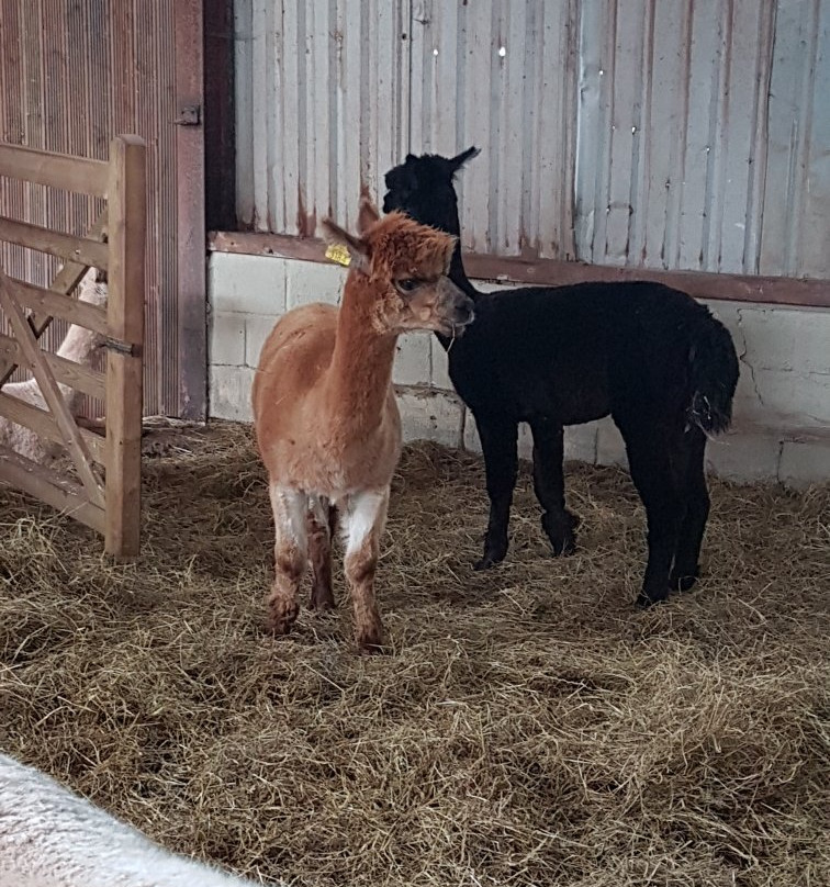 Pembrokeshire Alpaca Trekking景点图片