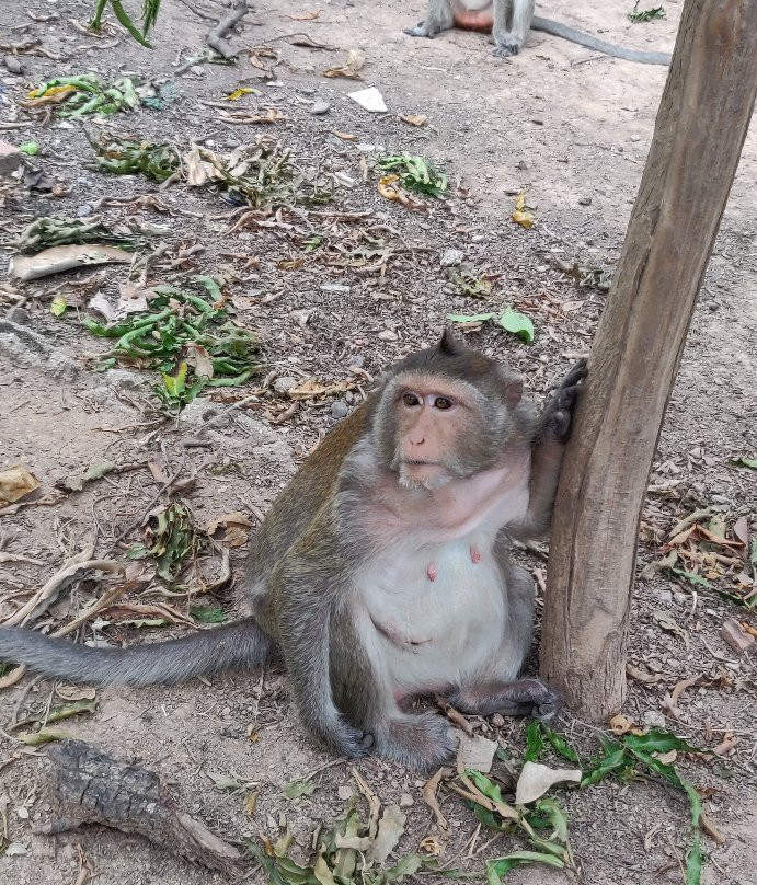 Wat Krieng Krai Klang景点图片