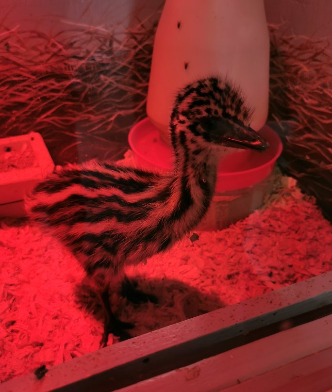 Centre de l'Émeu de Charlevoix-Saint Urbain必去景点