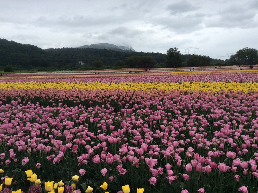 Harrison Tulip Festival景点图片