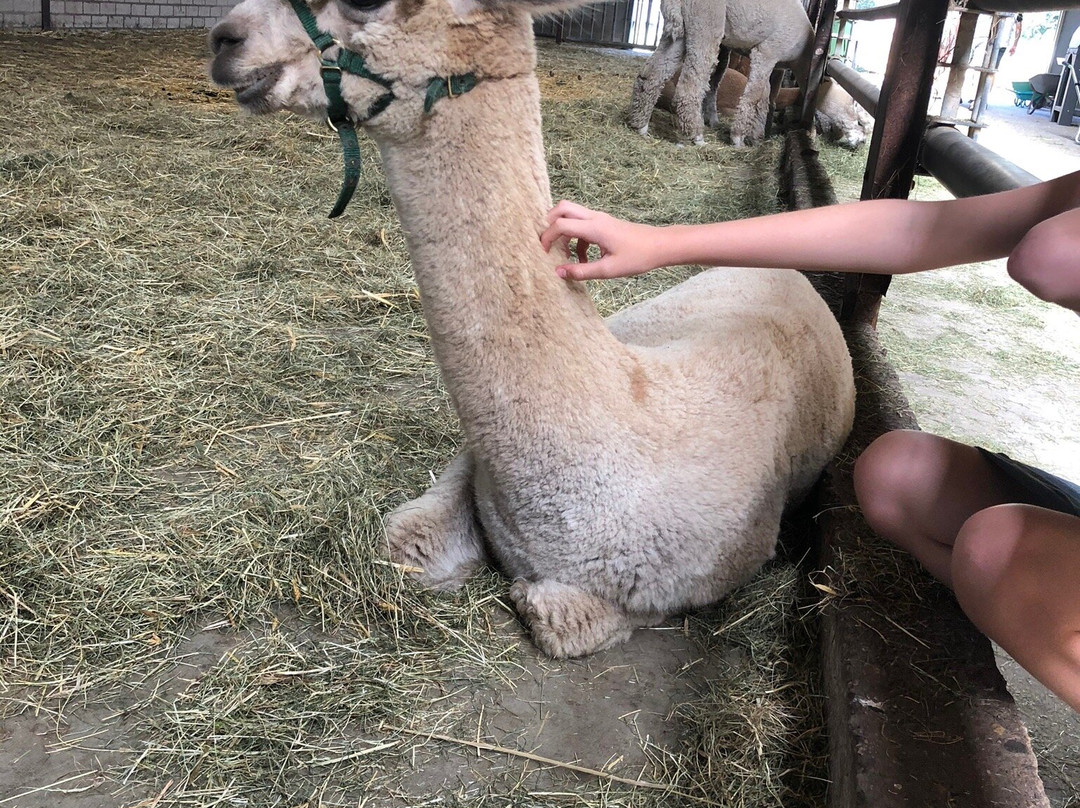 Alpacafarm Vorstenbosch-Vorstenbosch必去景点