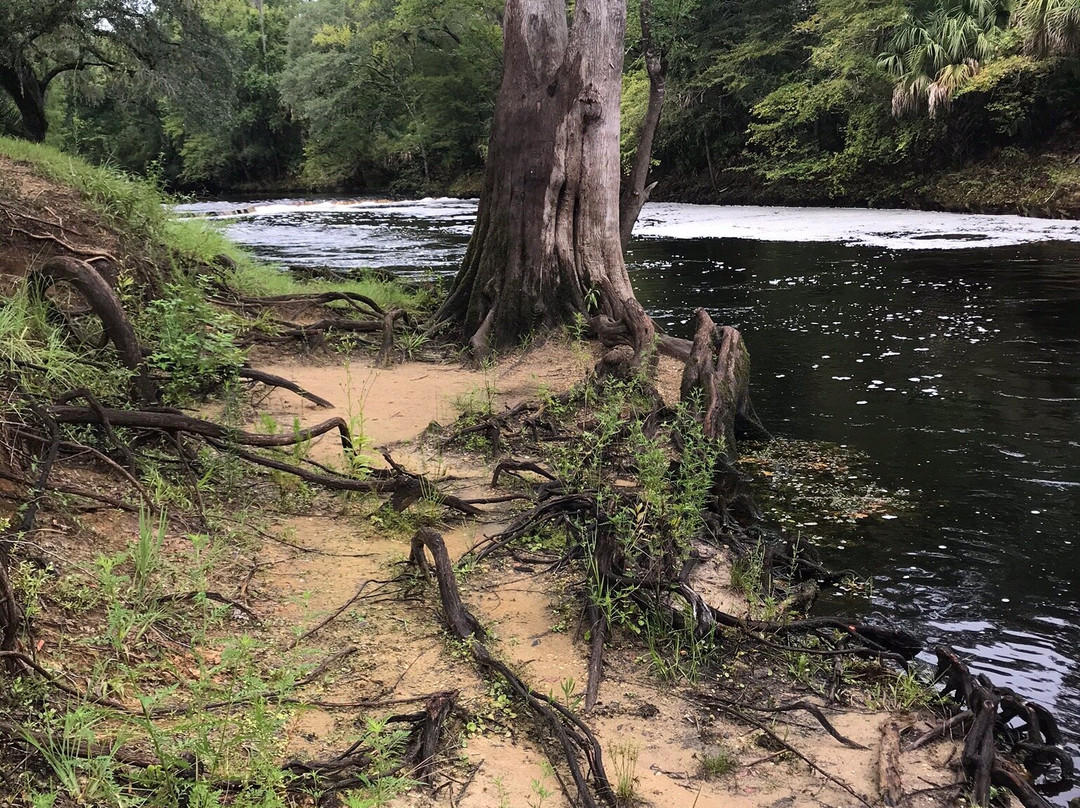 Steinhatchee Falls景点图片