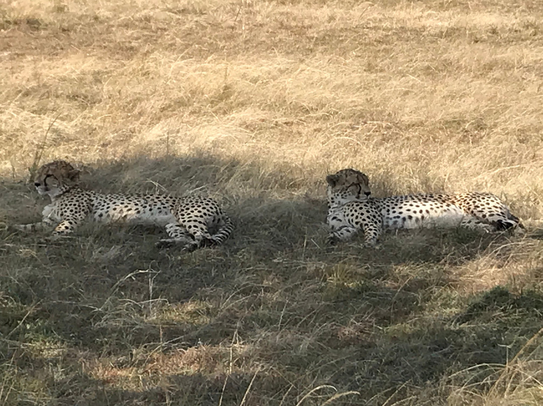 Cheetah Tours Ltd景点图片