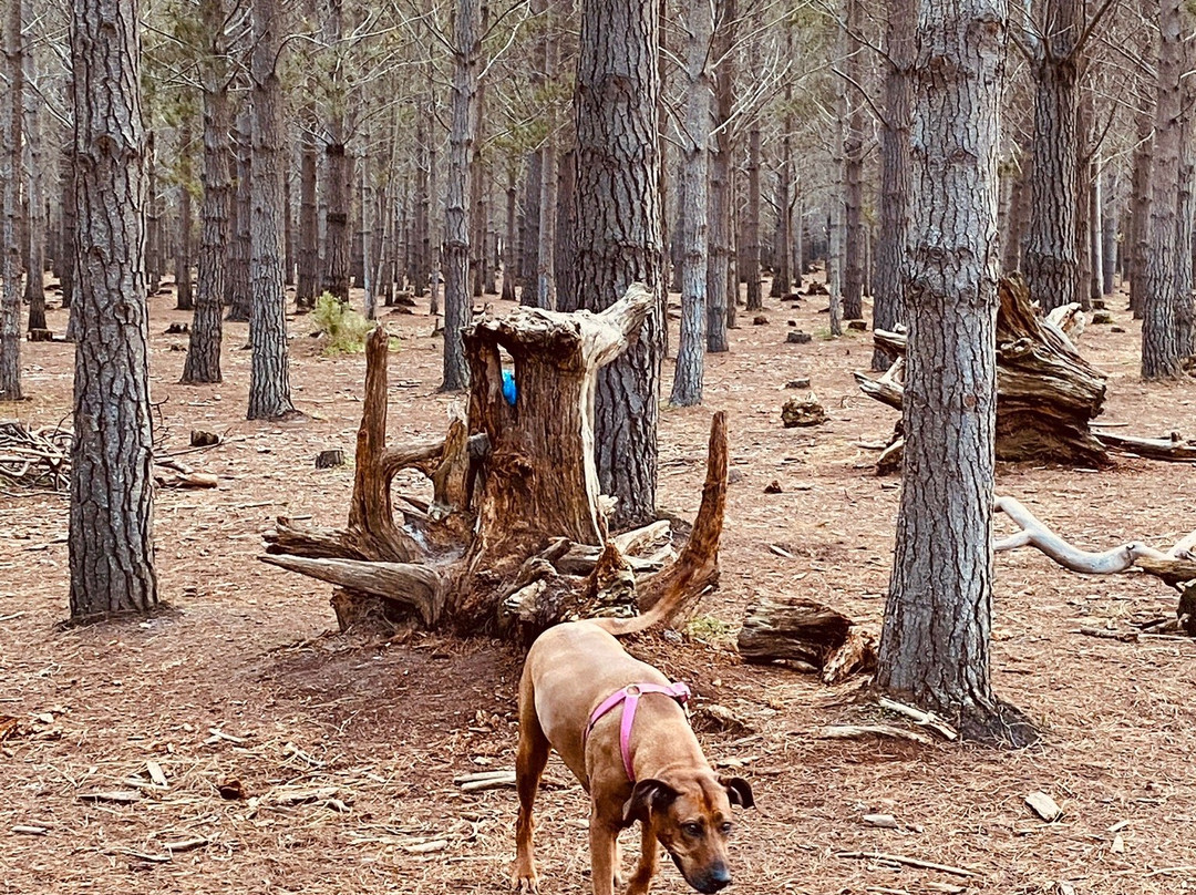 Tokai Forest-Tokai必去景点