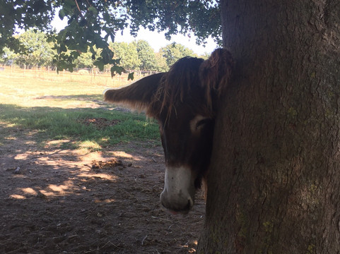 Parc Du Coq à l'Âne-Saint-Georges-de-Rex必去景点