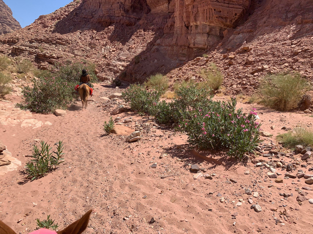 Wadi Sabra Trail, Petra-佩特拉必去景点