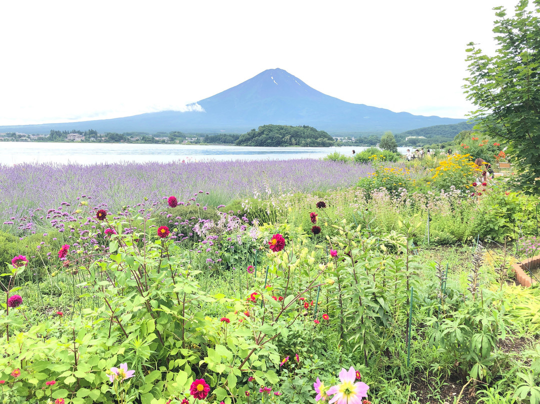 Kawaguchiko Natural Loving Centre景点图片