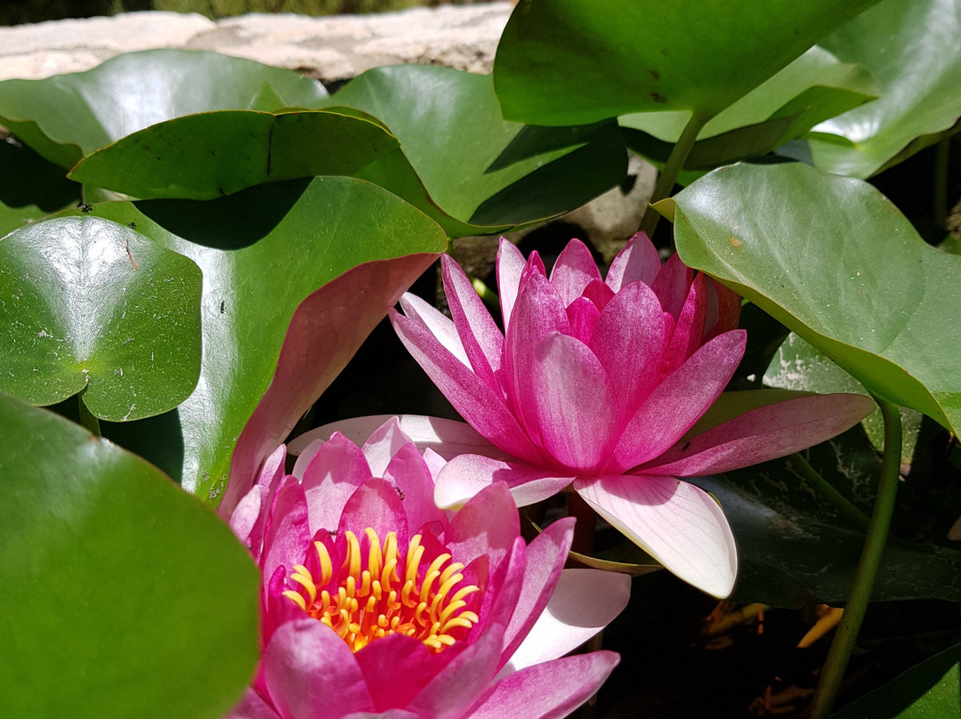 阿米雷哈加利精品酒店主图