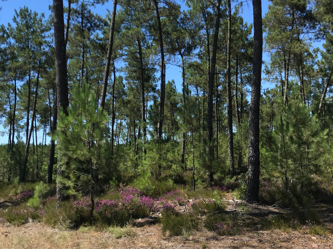 La Resiniere de Pirique主图