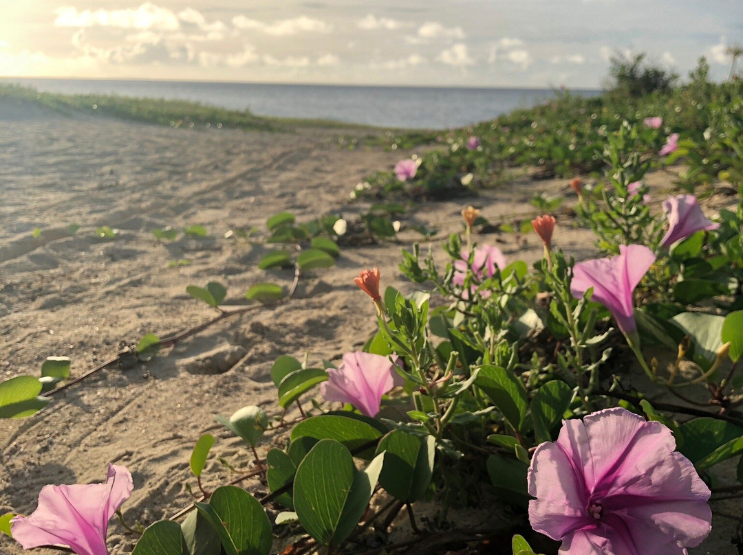 Eef Beach景点图片