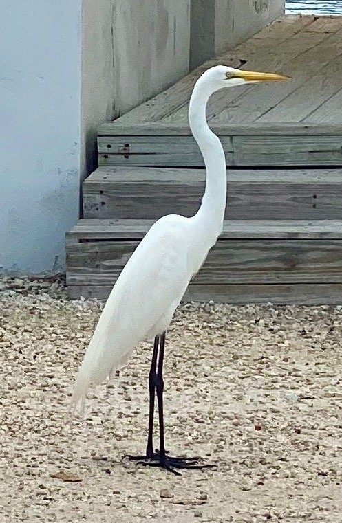 Reelax Charters-Sugarloaf Key必去景点