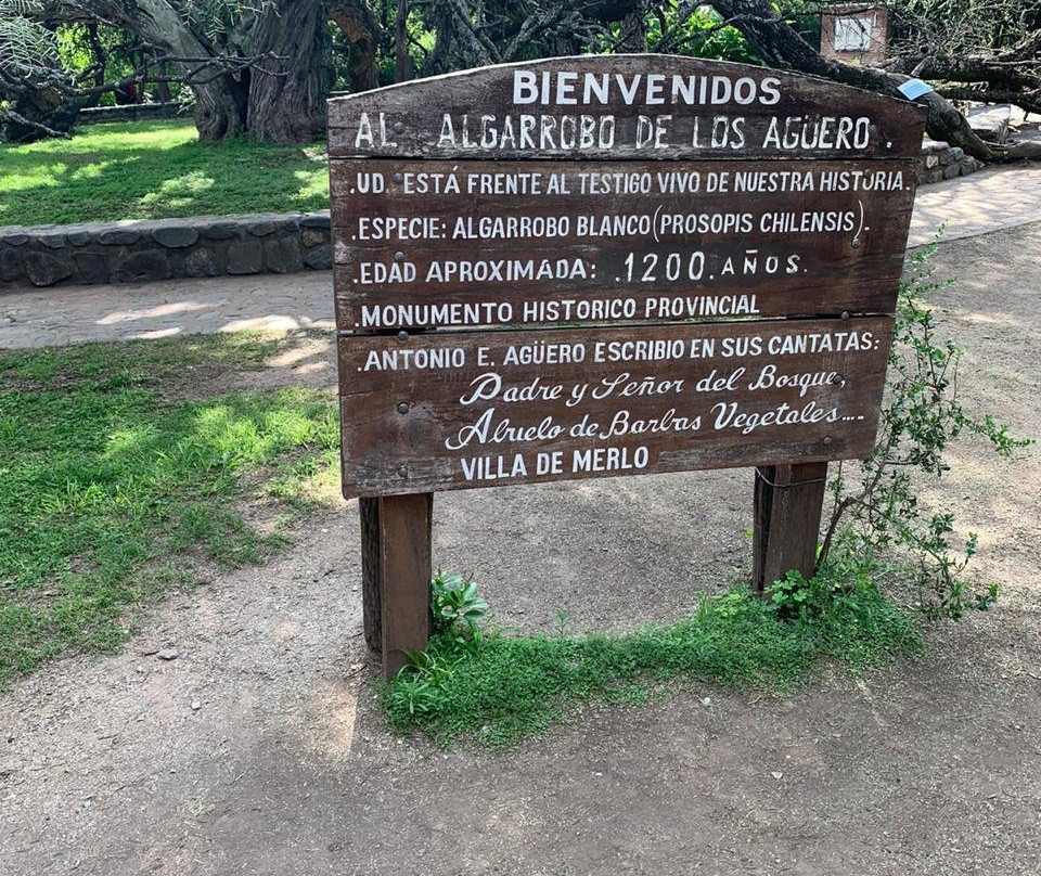 Algarrobo de los Aguero (Algarrobo Abuelo)-梅洛必去景点