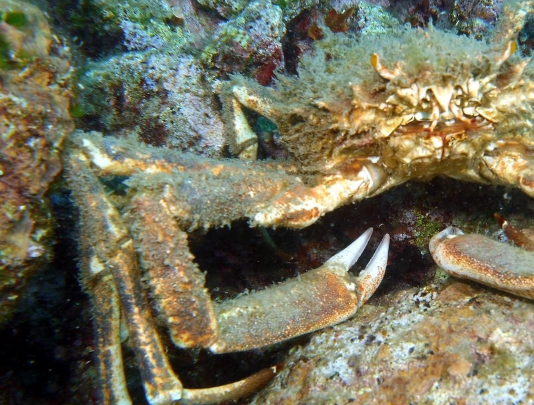 Fun Diving Krk景点图片