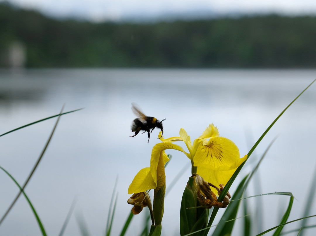 Forstsee Runde-Techelsberg必去景点