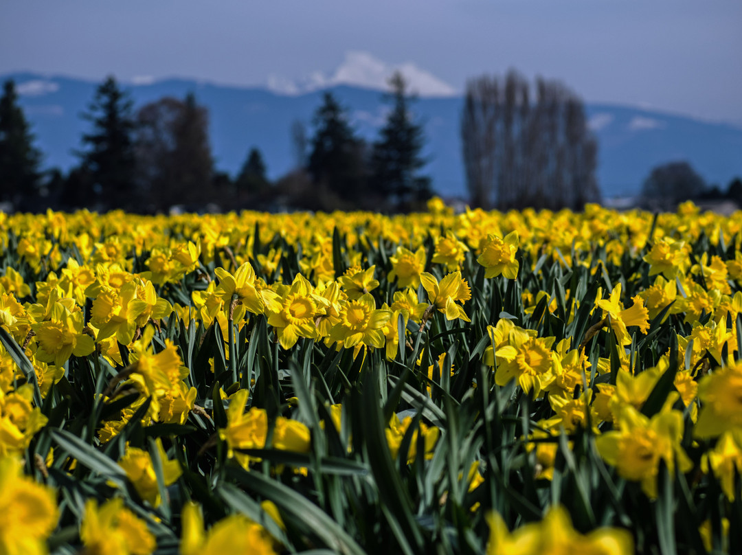Mt. Baker-Snoqualmie National Forest景点图片