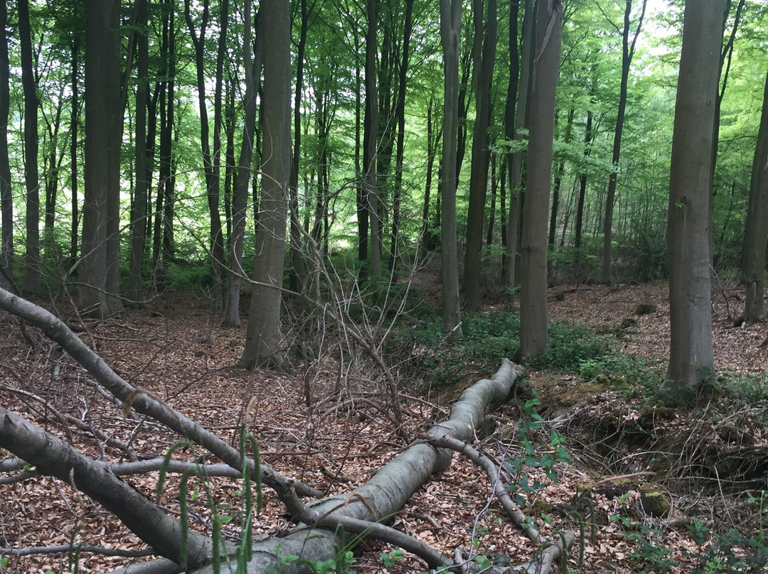 Hemsted Forest景点图片