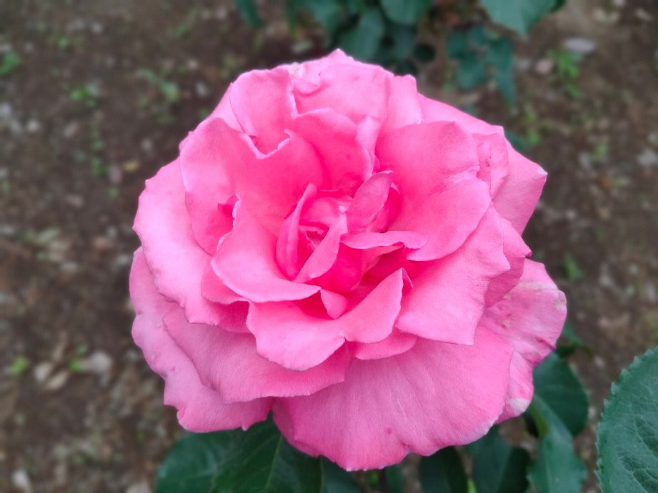 Sayama City Urban Botanical Garden-狭山市必去景点