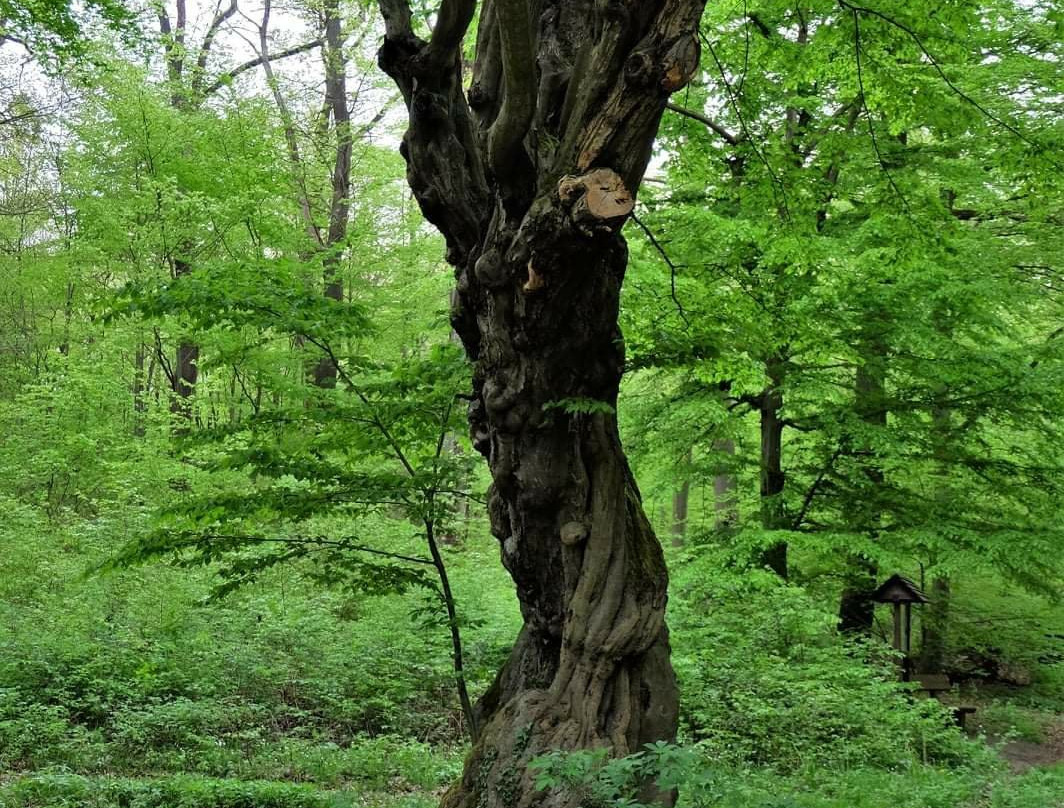 Adam & Eva-Helmstedt必去景点