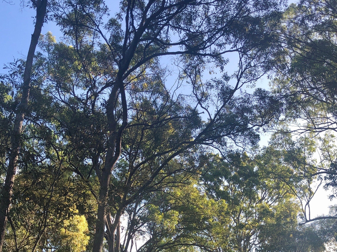 Tingalpa Creek Reserve景点图片