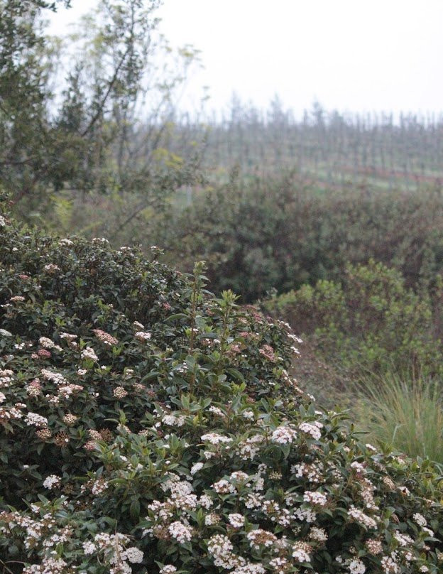 Matetic Vineyards-Lagunillas必去景点