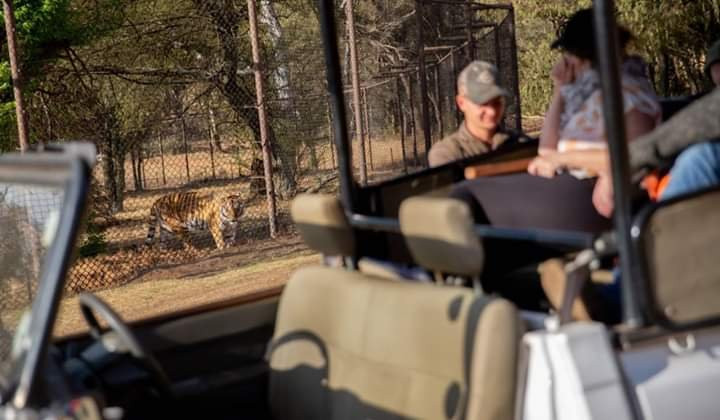 LIONSROCK Big Cat Sanctuary-伯利恒必去景点