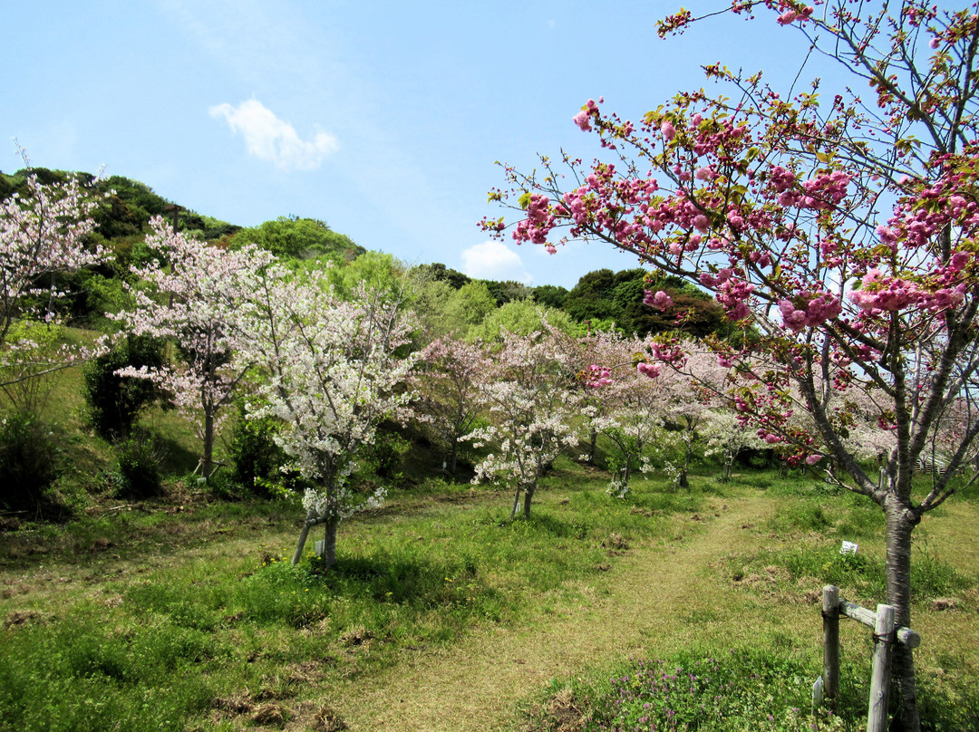 Ogasayama Sports Park Ecopa景点图片