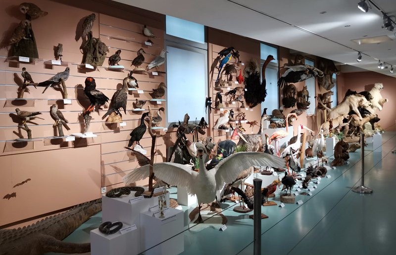 Muséum d'Histoire Naturelle de Tours景点图片